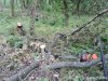 (2014.06.10) Вырубка Леса Дамзак