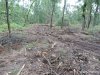 (2014.06.10) Вырубка Леса Дамзак