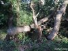 (2014.06.10) Вырубка Леса Дамзак