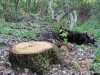 (2014.06.10) Вырубка Леса Дамзак