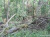 (2014.06.10) Вырубка Леса Дамзак