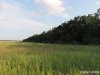(2014.06.10) Вырубка Леса Дамзак