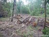 (2014.06.10) Вырубка Леса Дамзак
