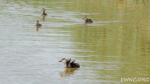 (2014.07.16) Сброс воды в низовьях Бейсуга