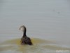 (2014.07.16) Сброс воды в низовьях Бейсуга