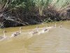 (2014.07.16) Сброс воды в низовьях Бейсуга