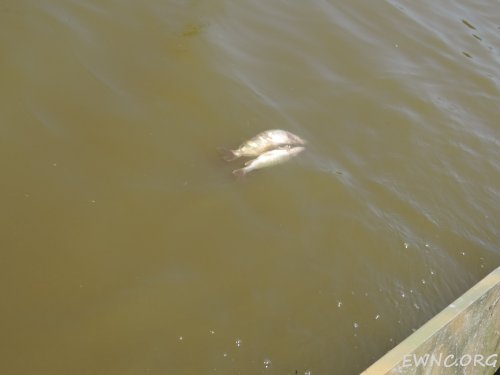 (2014.07.16) Сброс воды в низовьях Бейсуга