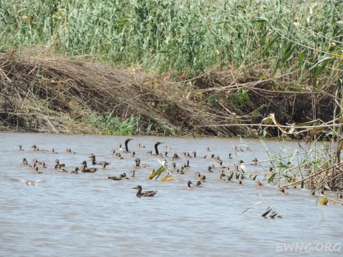 (2014.07.16) Сброс воды в низовьях Бейсуга