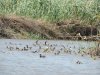 (2014.07.16) Сброс воды в низовьях Бейсуга