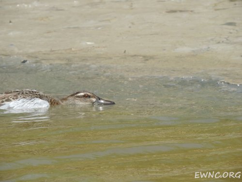 (2014.07.16) Сброс воды в низовьях Бейсуга