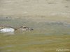 (2014.07.16) Сброс воды в низовьях Бейсуга