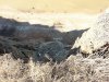 (2014.09.01) Скотомогильник, размытый Азовским морем
