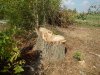 (2014.09.12) Вырубка защитной лесополосы возле хутора Эрастов
