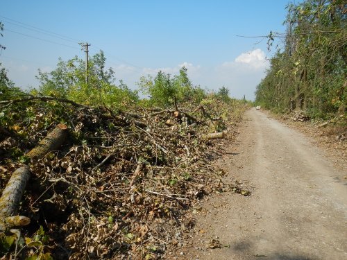 (2014.09.12) Вырубка защитной лесополосы возле хутора Эрастов