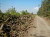 (2014.09.12) Вырубка защитной лесополосы возле хутора Эрастов