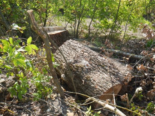 (2014.09.12) Вырубка защитной лесополосы возле хутора Эрастов