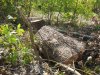 (2014.09.12) Вырубка защитной лесополосы возле хутора Эрастов