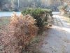 Пострадавшие самшитники в парках и скверах Краснодара
