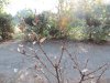 Пострадавшие самшитники в парках и скверах Краснодара