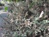 Пострадавшие самшитники в парках и скверах Краснодара
