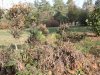 Пострадавшие самшитники в парках и скверах Краснодара