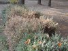 Пострадавшие самшитники в парках и скверах Краснодара