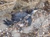 (2014.11.11) Погибшие птицы на острове Тузла