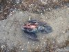 (2014.11.11) Погибшие птицы на острове Тузла