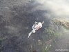(2014.11.11) Погибшие птицы на острове Тузла