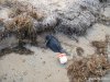 (2014.11.11) Погибшие птицы на острове Тузла