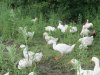 Утки в лесополосе возле пруда-отстойника