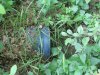 Труба из-под полотна дороги, откуда в лес поступают стоки