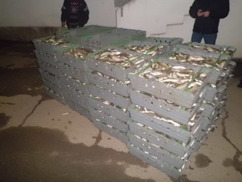 (2015.02.02) Тарань, предположительно, добытая БНВХ под видом «мелиоративного лова плотвы»
