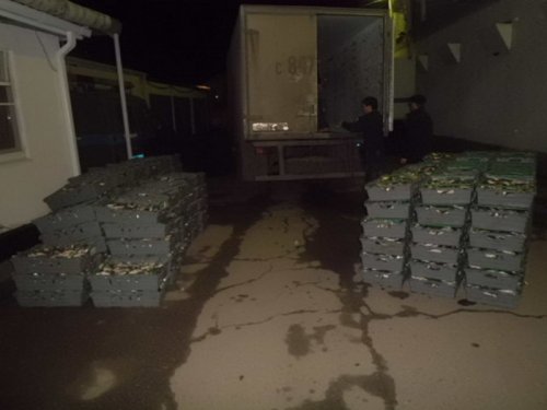 (2015.02.02) Тарань, предположительно, добытая БНВХ под видом «мелиоративного лова плотвы»