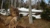 (2015.03.13) Инспекция вырубок в памятнике природы "Верховья рек Пшеха и Пшехашха"
