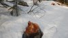 (2015.03.13) Инспекция вырубок в памятнике природы "Верховья рек Пшеха и Пшехашха"