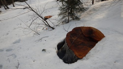 (2015.03.13) Инспекция вырубок в памятнике природы "Верховья рек Пшеха и Пшехашха"
