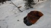 (2015.03.13) Инспекция вырубок в памятнике природы "Верховья рек Пшеха и Пшехашха"