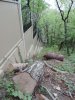 Деревья сосны пицундской, вырубленные возле дачи Патриарха