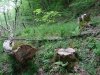 Незаконные порубы деревьев рядом с "фермерским хозяйством"