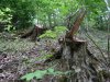 Примеры варварской вырубки