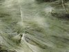 Водоросли в сероводородном источнике в верховьях реки Губс 