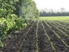 Территория урочища Суходол и его окрестности изобилуют зайцами