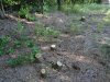 В прилегающей к памятнику природу "Урочище Суходол" лесополосе идут незаконные вырубки леса