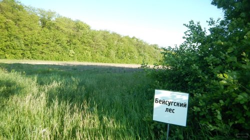 Бейсугский лес (Урочище Суходол)