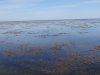 Мелководность и обилие водной растительности в Бойкиевском лимане создают благоприятные условия для птиц