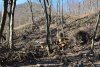 Зачистка мест рубок не проводится (низовья горы «Гребень», поляна Войкинская)
