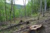 Пейзаж после битвы с природой (гора Гребень, тропинка в сад «На скалу»)