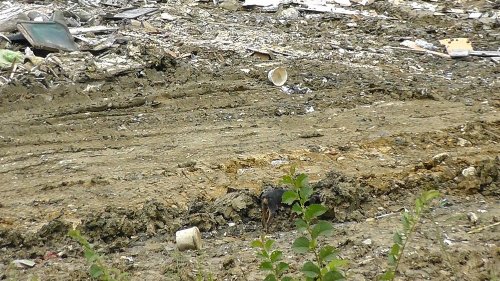 Полицейская спецоперация возле свалки в селе Черешня