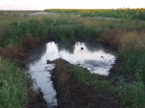 Скопившаяся в одной из низин неподалеку от свинокомплекса токсичная черная жижа стекла с сельхоузгодий